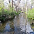 Little Shasta River